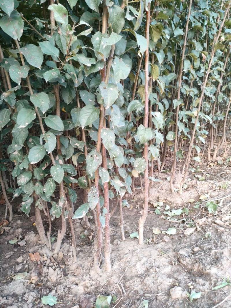 苹果树苗:长年大量供应1一5公分优质品种苹果树
