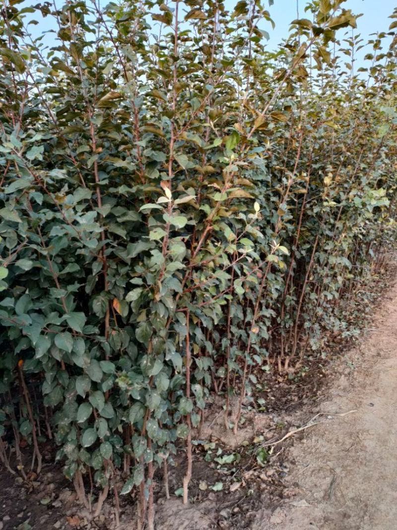 苹果树苗:长年大量供应1一5公分优质品种苹果树