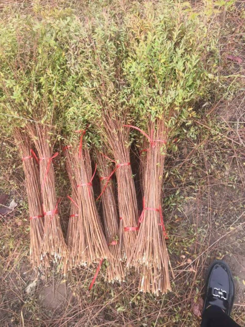 干枝雪柳，喷雪花，珍珠绣线菊小苗，大量供应，欢迎实地考察