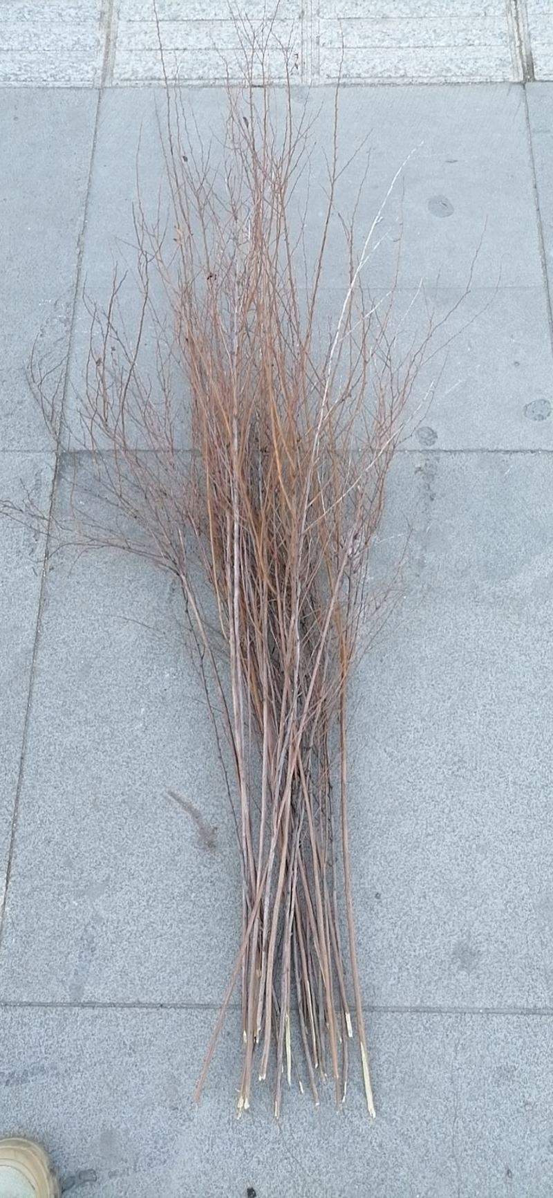 干枝雪柳，喷雪花，珍珠绣线菊小苗，大量供应，欢迎实地考察