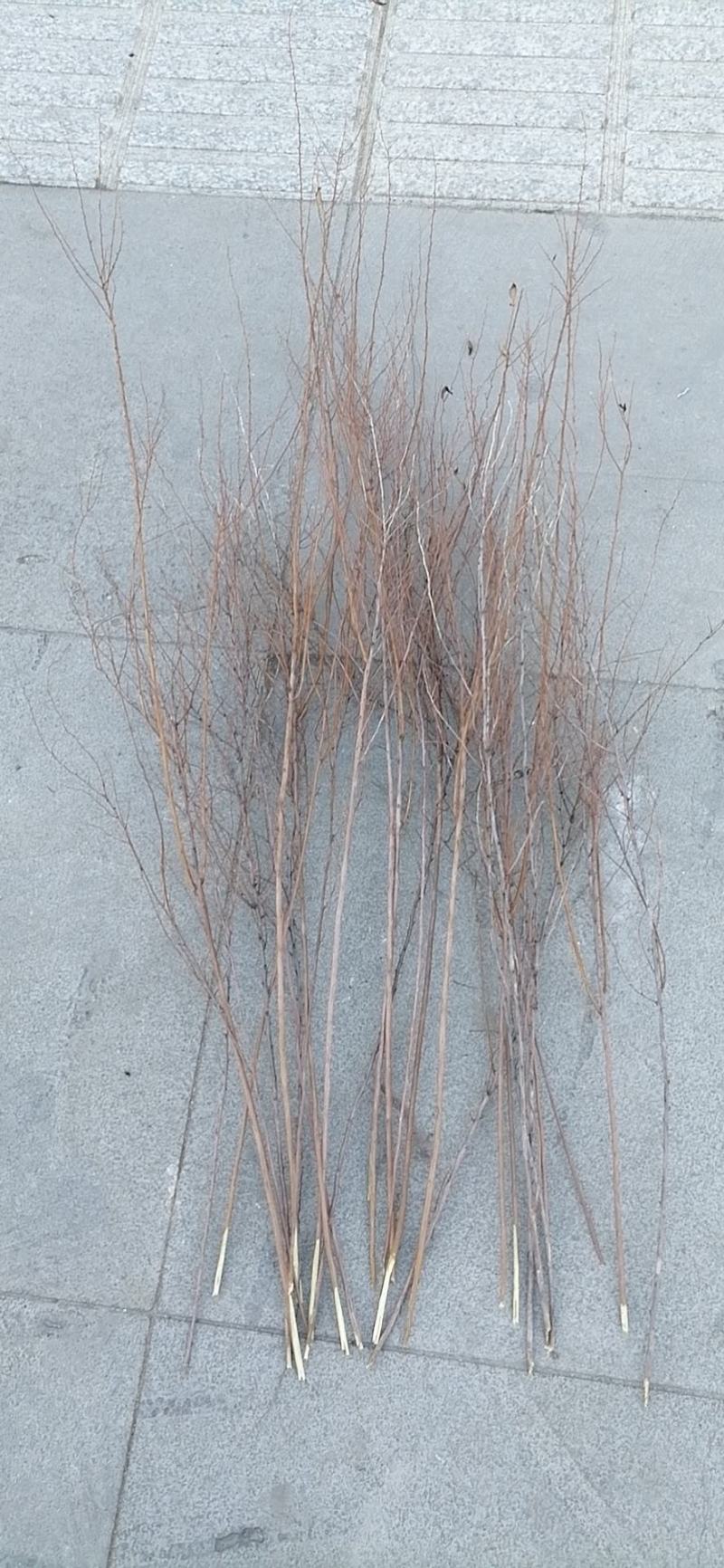 干枝雪柳，喷雪花，珍珠绣线菊小苗，大量供应，欢迎实地考察
