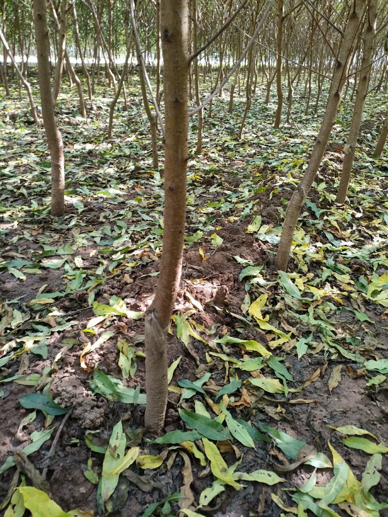 直销中秋王桃，中桃8号，中桃9号，中桃22等各种优质桃树
