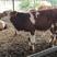 基地直供、西门塔尔肉牛犊长势快出肉率高、抗病能力强