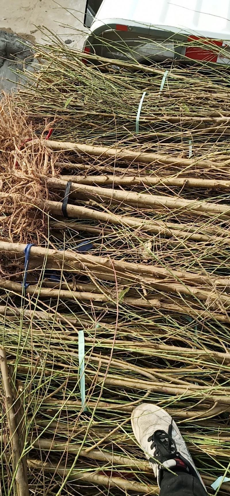 直销中秋王桃，中桃8号，中桃9号，中桃22等各种优质桃树