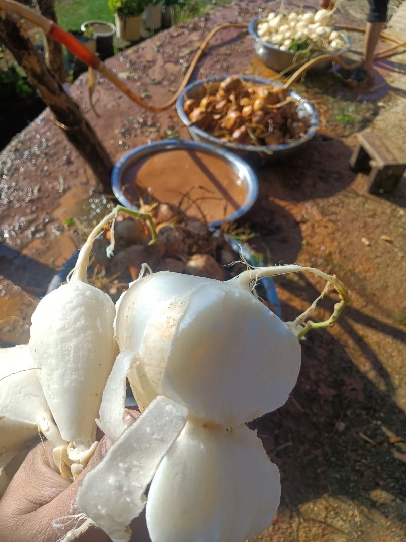 凉薯，土瓜，货源充足