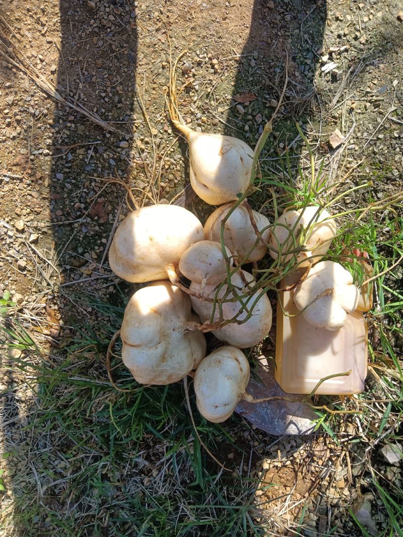 凉薯，土瓜，货源充足