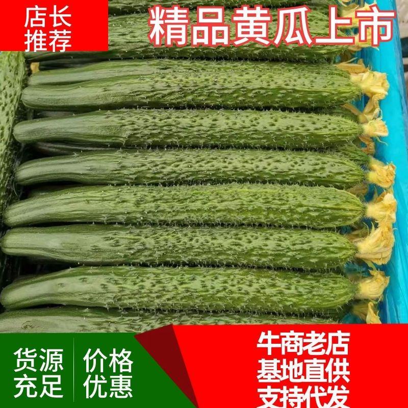 推荐精品密刺黄瓜，产地直发，欢迎各大市场以及电商
