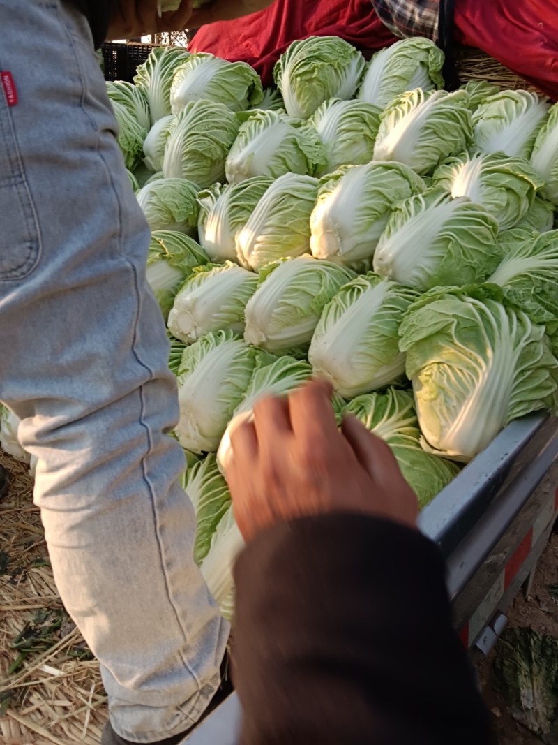 河南开封叶菜白菜大白菜产地直发货量充足一手实力代办