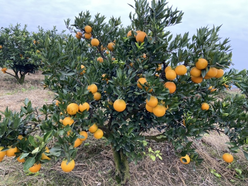 金堂脐橙，果大质优，皮薄无核，表面光滑，肉质细嫩，化渣