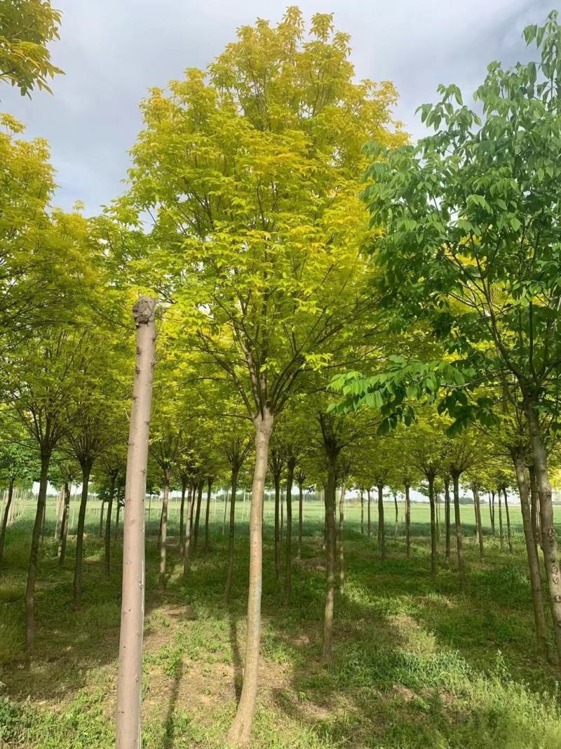 【金叶白蜡6-12公分，紫叶白蜡8-15公分】量大