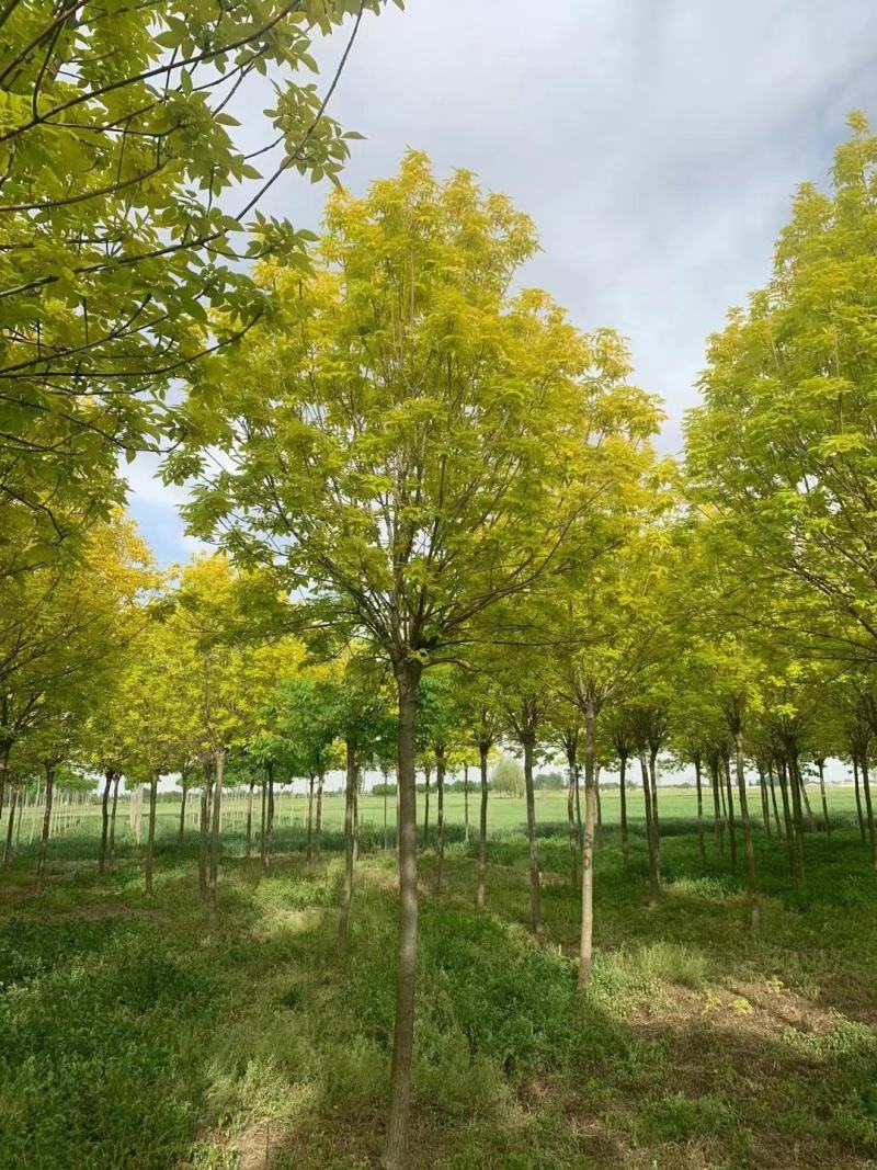 【金叶白蜡6-12公分，紫叶白蜡8-15公分】量大