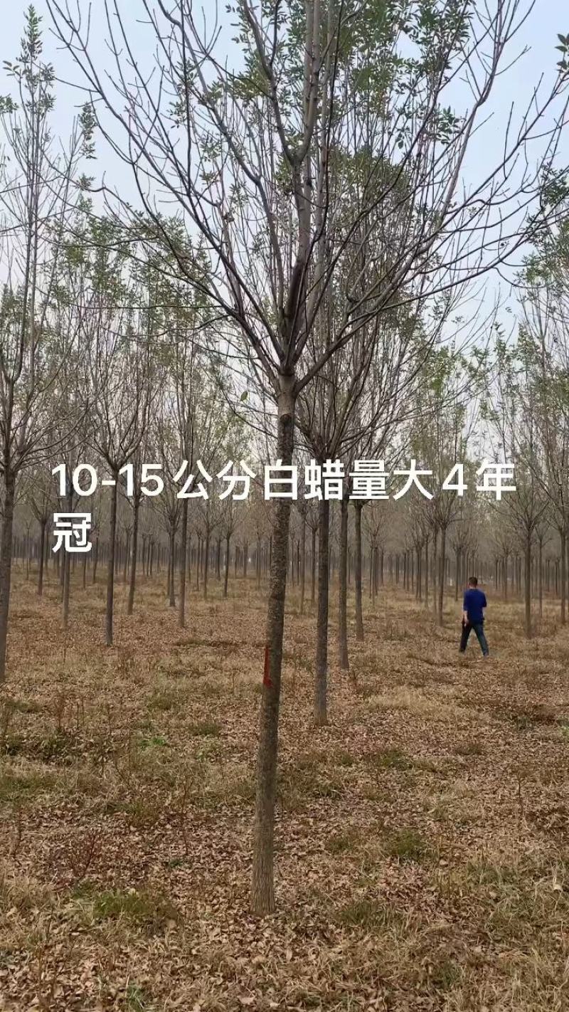 【金叶白蜡6-12公分，紫叶白蜡8-15公分】量大