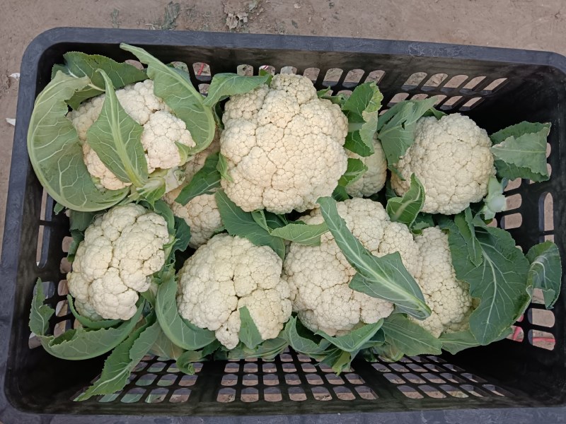 有机花菜，白面青梗质量好价格优，大量供应中，可视频看货。