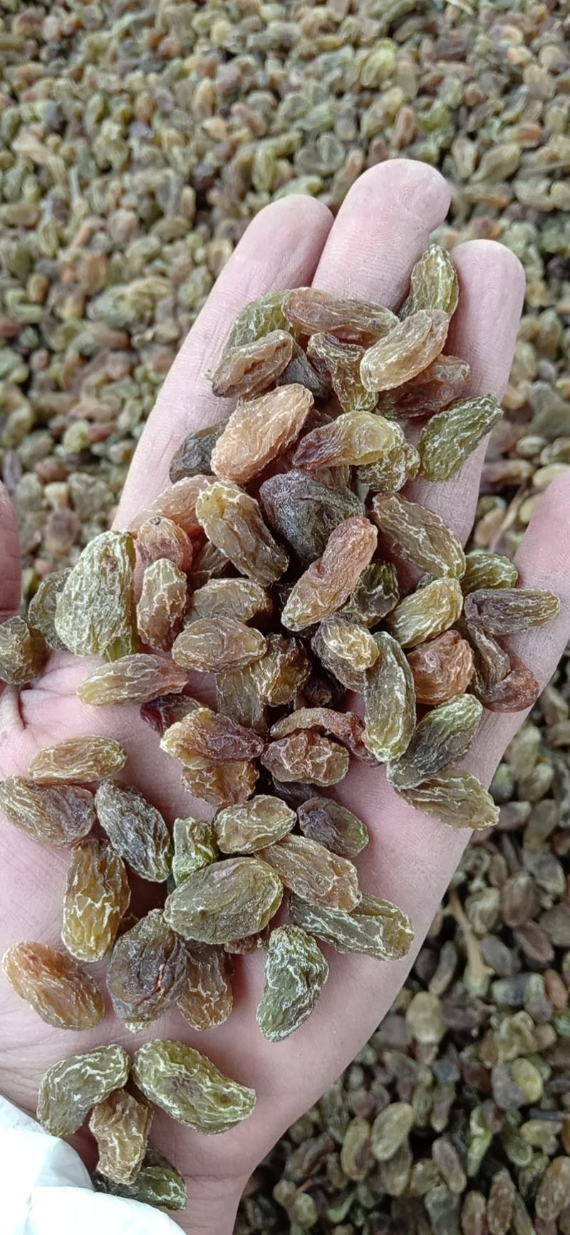 新疆吐鲁番电商平台专用大颗粒中颗粒无核白葡萄干