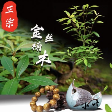 正宗金丝楠木