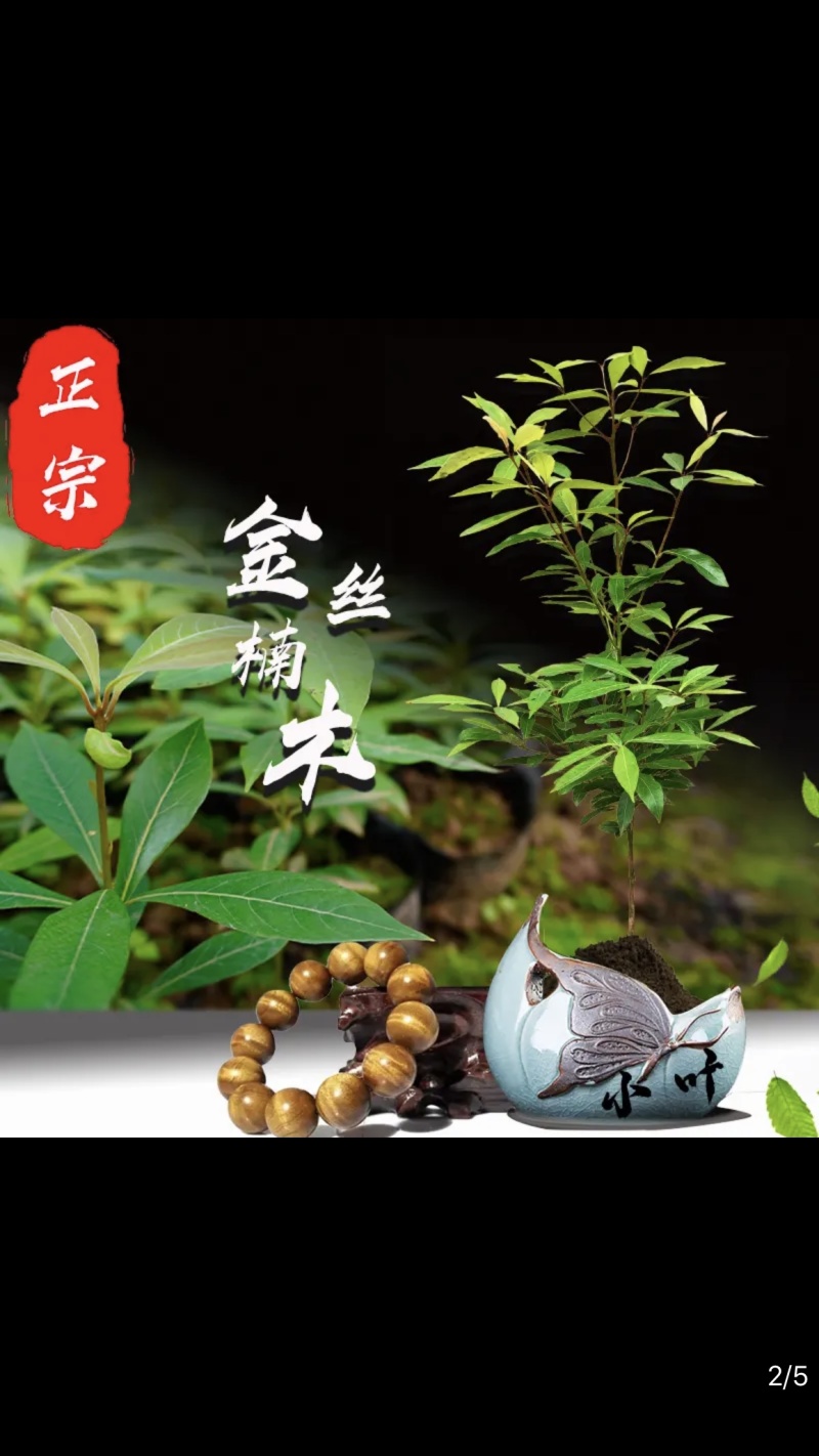 正宗金丝楠木