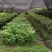 正宗金丝楠木