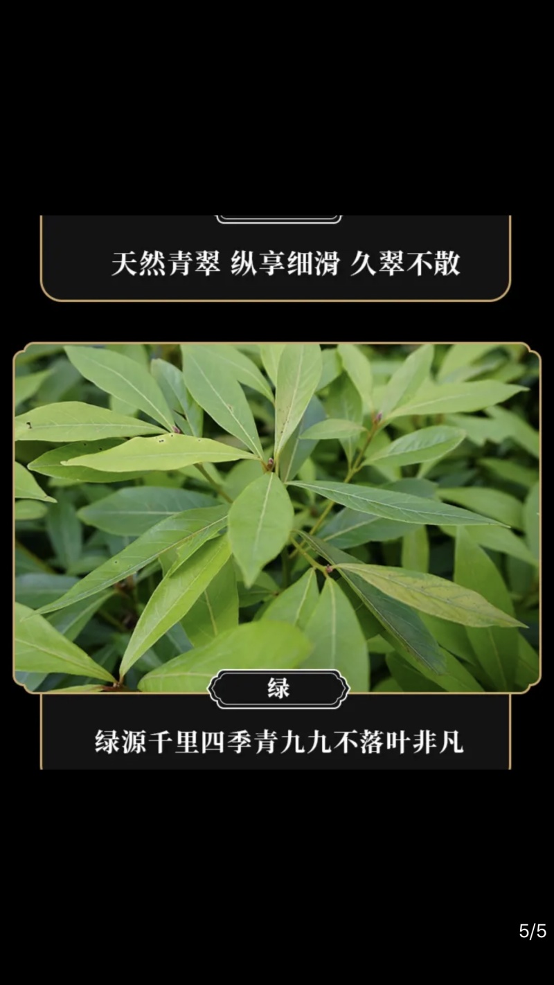 正宗金丝楠木