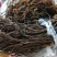 湖北新脱水干豆角自然晾晒无化学添加，豆角干质量优