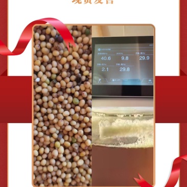 精选黄油菜籽，大宗批发，色泽金黄，产地直供