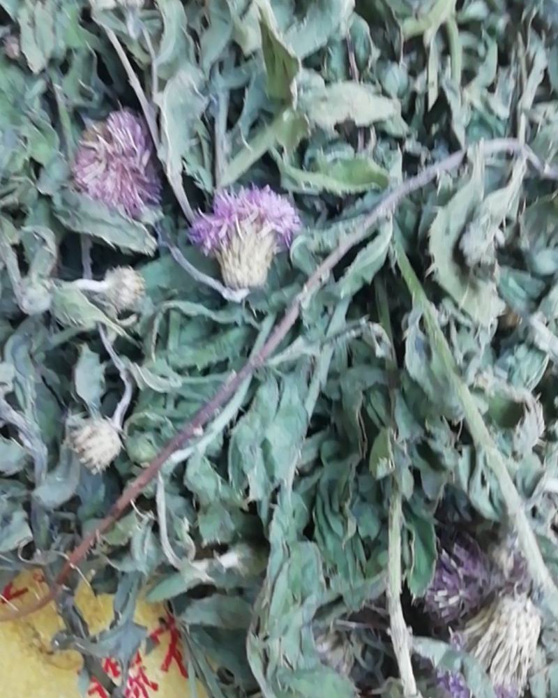 小蓟，小蓟整棵干品，