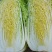 大白菜白又了白