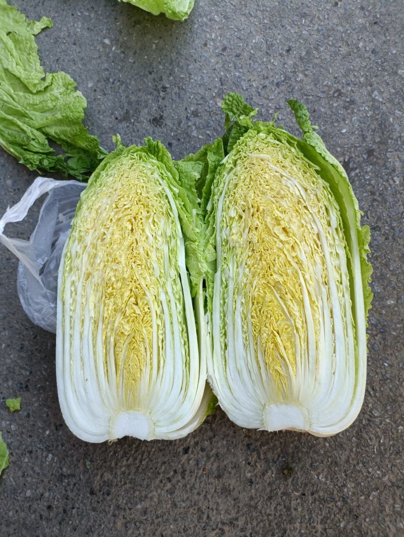 大白菜白又了白