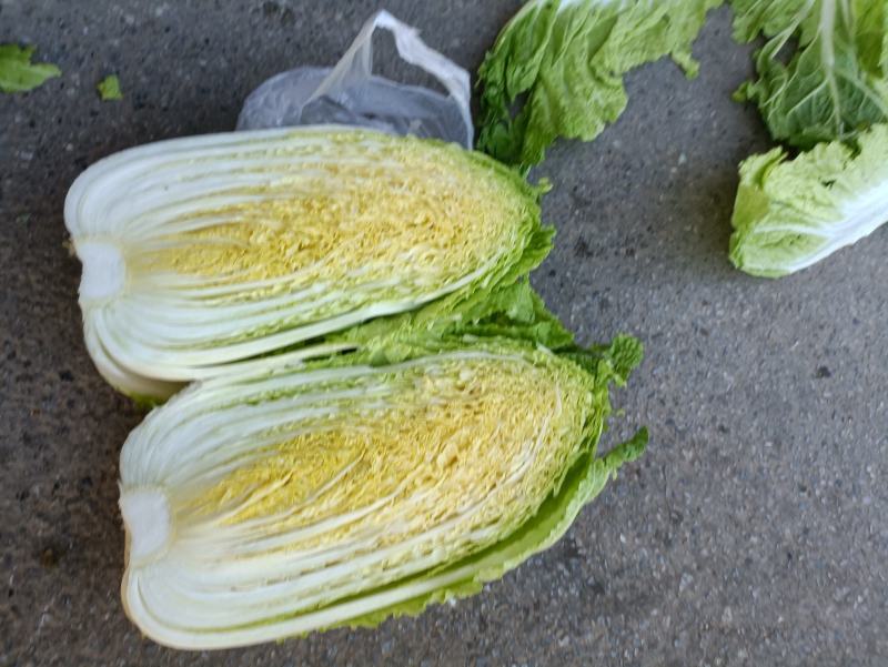 大白菜白又了白