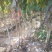 李子树苗，基地直销，大量供应1一5公分李子树
