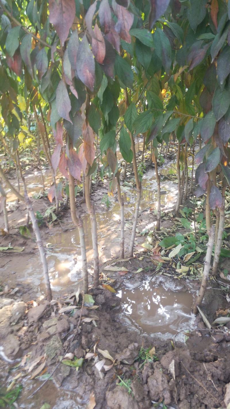 李子树苗，基地直销，大量供应1一5公分李子树