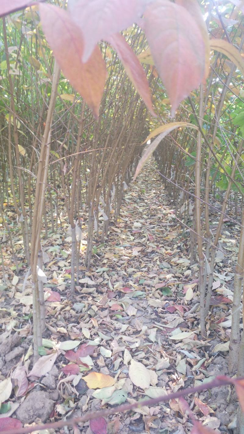 李子树苗，基地直销，大量供应1一5公分李子树