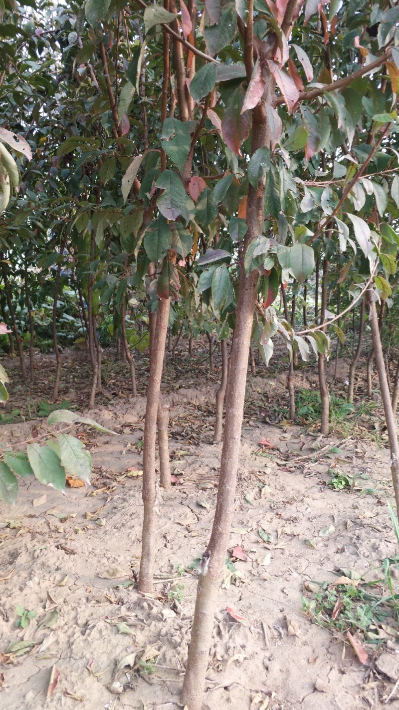 李子树苗，基地直销，大量供应1一5公分李子树