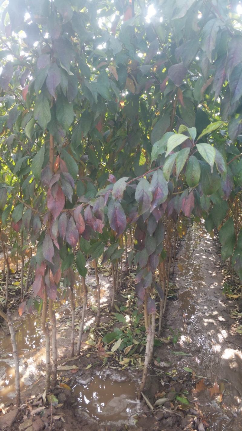 李子树苗，基地直销，大量供应1一5公分李子树