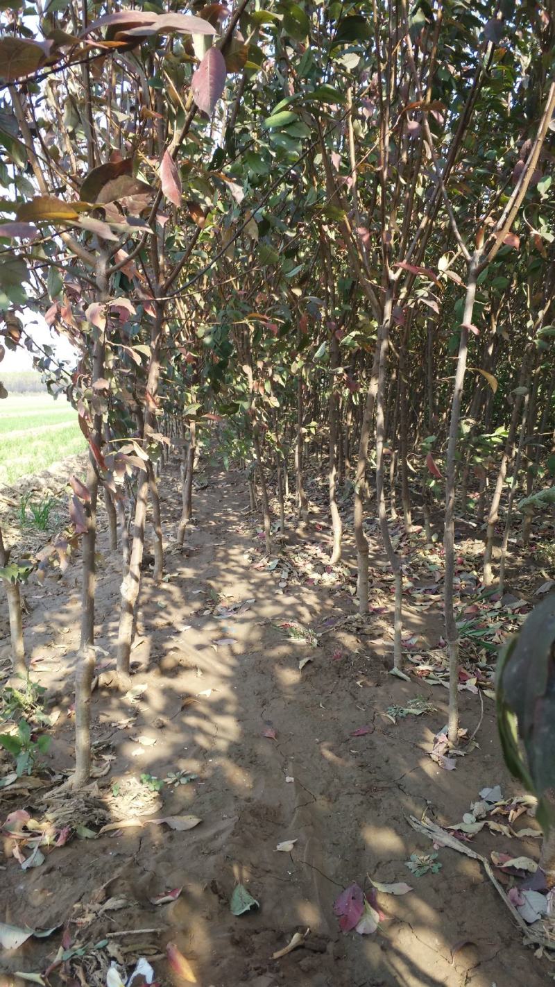 李子树苗，基地直销，大量供应1一5公分李子树