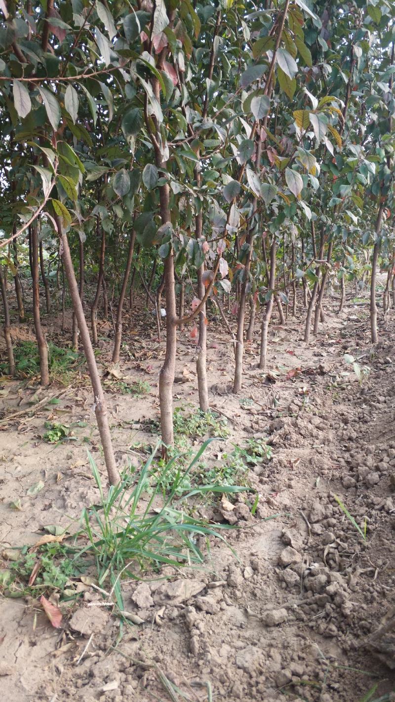 李子树苗，基地直销，大量供应1一5公分李子树