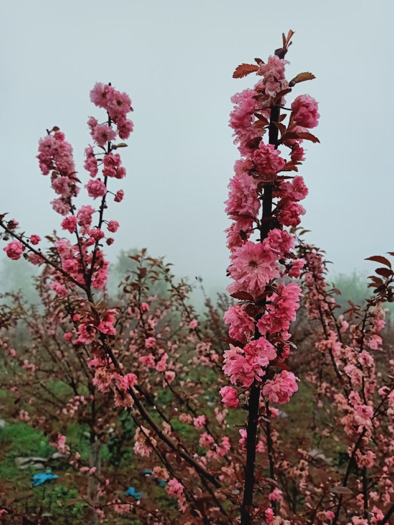红叶碧桃，满天红碧桃