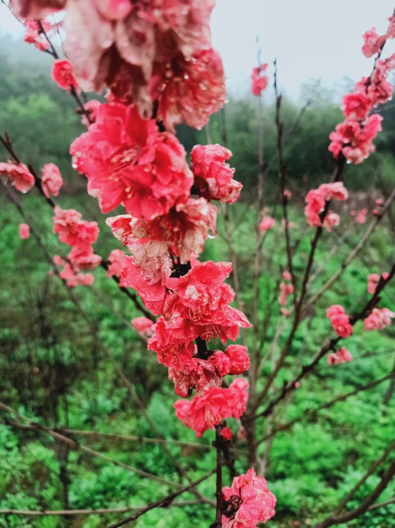 红叶碧桃，满天红碧桃
