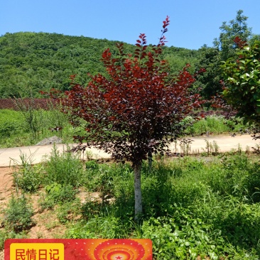 红叶碧桃，满天红碧桃
