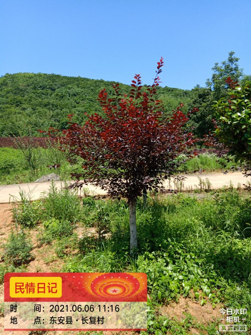 红叶碧桃，满天红碧桃