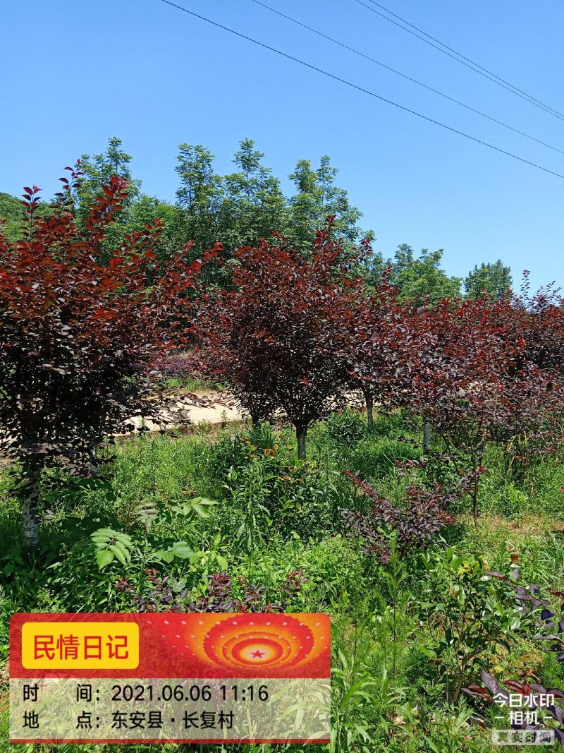 红叶碧桃，满天红碧桃