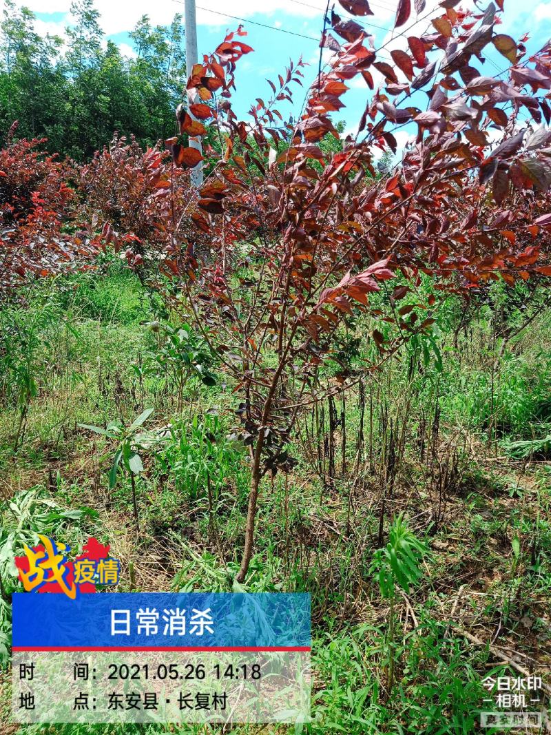 红叶碧桃，满天红碧桃