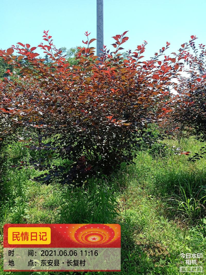 红叶碧桃，满天红碧桃