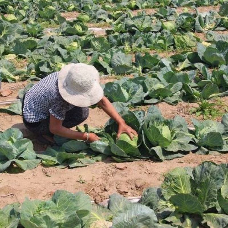 甘蓝圆包菜湖北嘉鱼县圆包菜量大从优基地供应