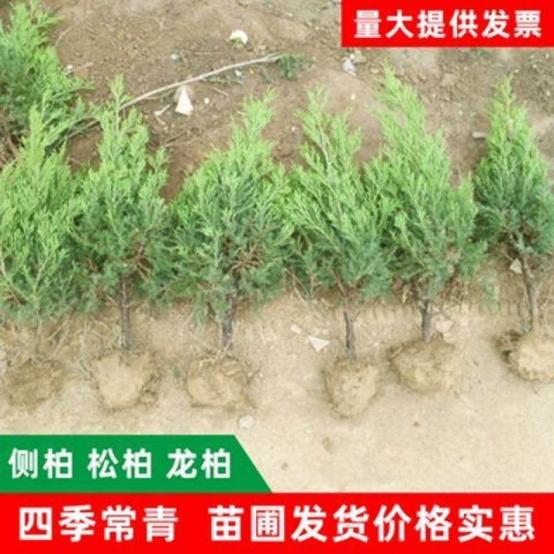柏树苗松柏侧柏树苗扁柏圆柏松树塔柏宝塔龙柏苗柏树快柏