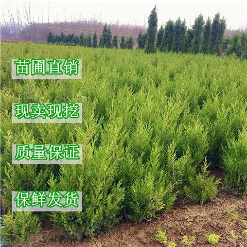 柏树苗松柏侧柏树苗扁柏圆柏松树塔柏宝塔龙柏苗柏树快柏