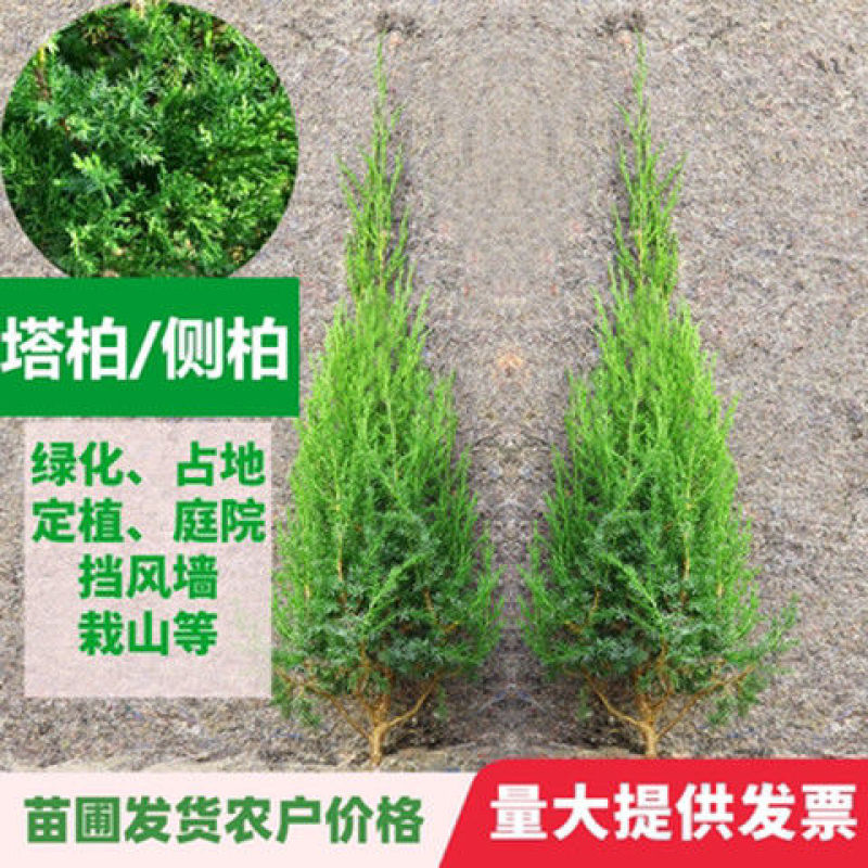 柏树苗松柏侧柏树苗扁柏圆柏松树塔柏宝塔龙柏苗柏树快柏