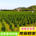 柏树苗松柏侧柏树苗扁柏圆柏松树塔柏宝塔龙柏苗柏树快柏