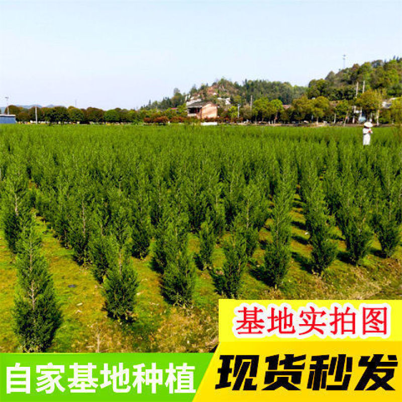 柏树苗松柏侧柏树苗扁柏圆柏松树塔柏宝塔龙柏苗柏树快柏