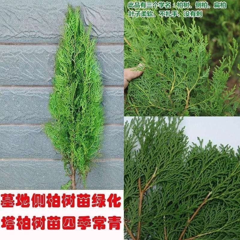 柏树苗松柏侧柏树苗扁柏圆柏松树塔柏宝塔龙柏苗柏树快柏