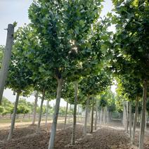 法国梧桐树，白蜡树，12公分到14公分左右价格随直径大小